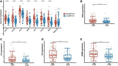 METTL16 predicts a favorable outcome and primes antitumor immunity in pancreatic ductal adenocarcinoma